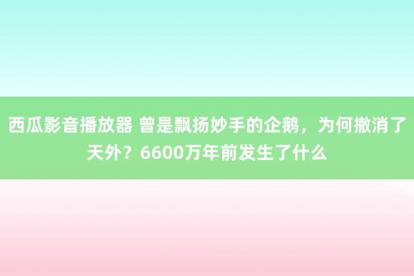 西瓜影音播放器 曾是飘扬妙手的企鹅，为何撤消了天外？6600万年前发生了什么